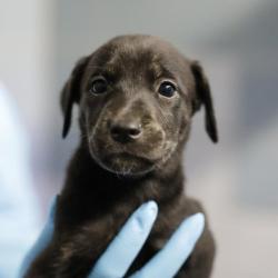 Shelter Stray Female Dog last seen Near BLOCK HERMINE BLVD, 4710 TX-151, San Antonio, TX 78227, USA