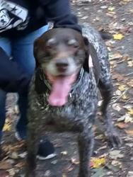 Reunited Male Dog last seen Elm and Division, Saginaw, MI 48602
