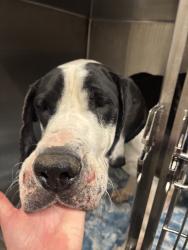 Shelter Stray Female Dog last seen , 1850 W 60th St, Los Angeles, CA 90047, USA