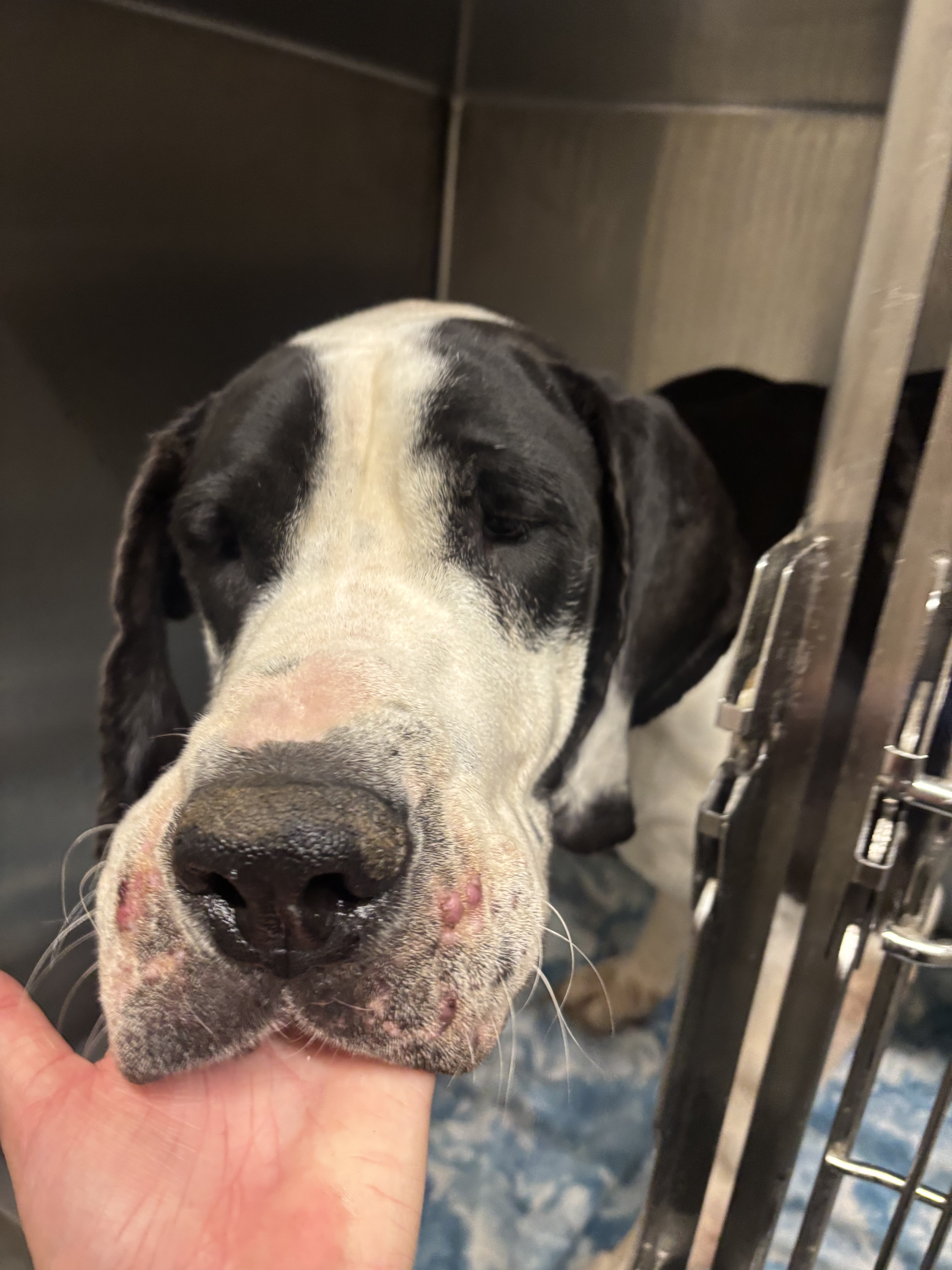 Shelter Stray Female Dog last seen , 1850 W 60th St, Los Angeles, CA 90047, USA