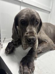Shelter Stray Male Dog last seen , 1850 W 60th St, Los Angeles, CA 90047, USA