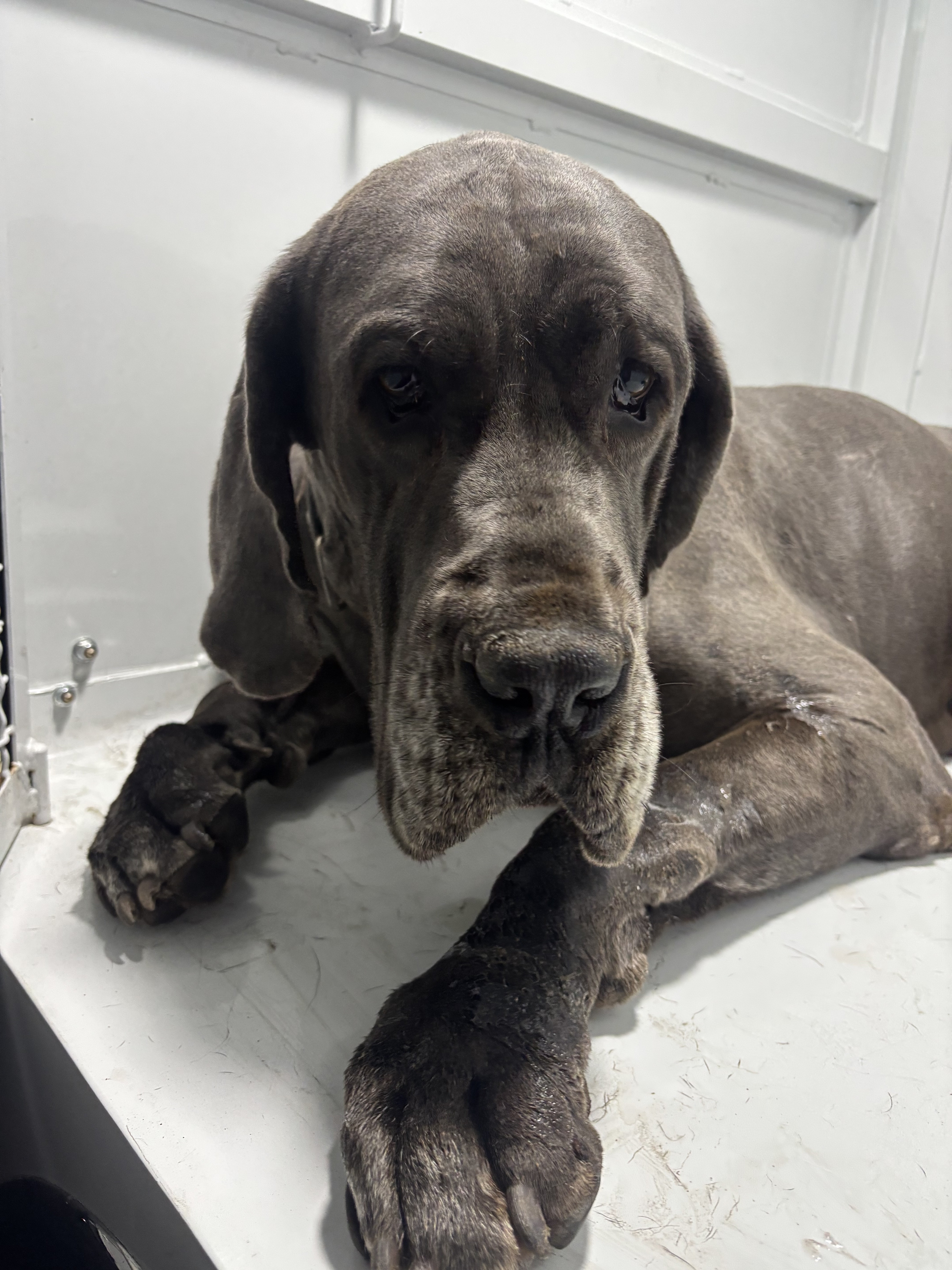 Shelter Stray Male Dog last seen , 1850 W 60th St, Los Angeles, CA 90047, USA