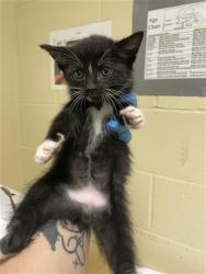 Shelter Stray Male Cat last seen ALHAMBRA & MCKINLEY BLVD, 2127 Front St, Sacramento, CA 95818, USA