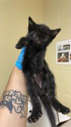 Shelter Stray Male Cat last seen ALHAMBRA & MCKINLEY BLVD, 2127 Front St, Sacramento, CA 95818, USA
