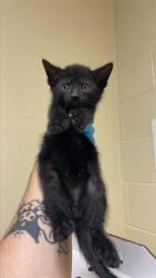 Shelter Stray Male Cat last seen ALHAMBRA & MCKINLEY BLVD, 2127 Front St, Sacramento, CA 95818, USA