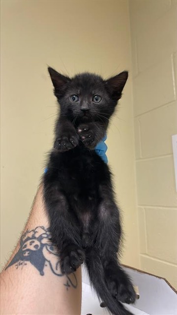 Shelter Stray Male Cat last seen ALHAMBRA & MCKINLEY BLVD, 2127 Front St, Sacramento, CA 95818, USA