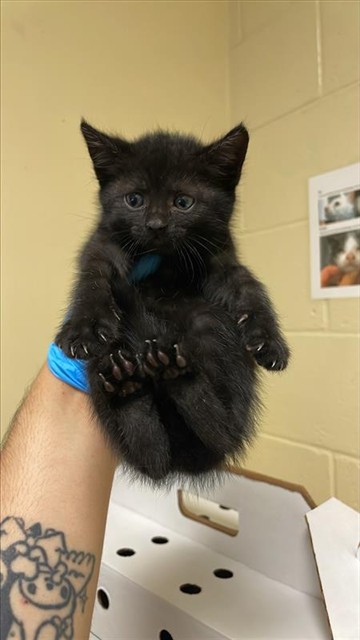 Shelter Stray Female Cat last seen ALHAMBRA & MCKINLEY BLVD, 2127 Front St, Sacramento, CA 95818, USA