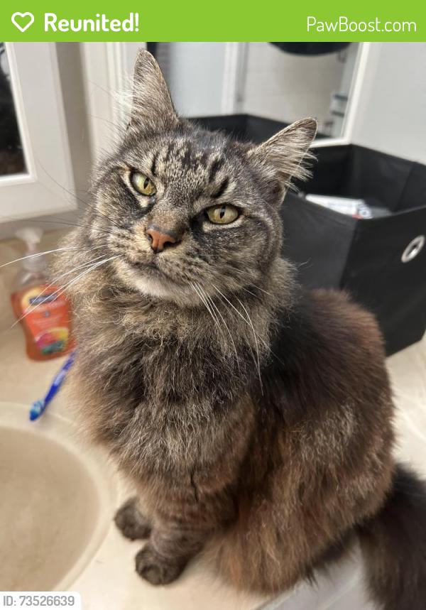 Reunited Female Cat last seen Campo Bello, Phoenix, AZ 85032