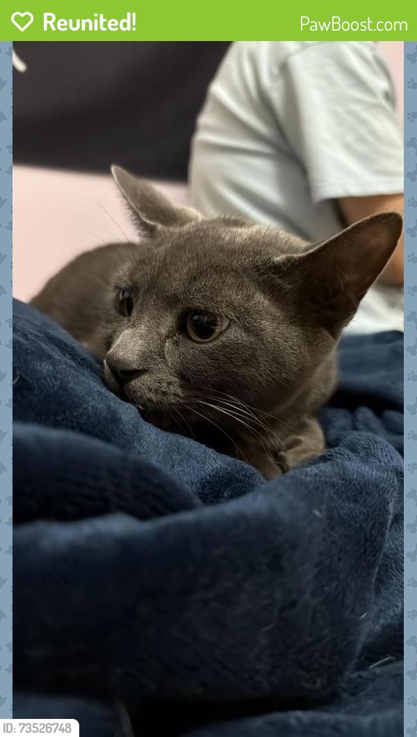 Reunited Unknown Cat last seen Bloor and Bridgewood, Mississauga, ON L4X 1T2