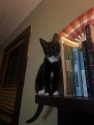 Reunited Male Cat last seen A St. close to cervantes, Pensacola, FL 32501