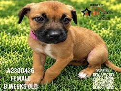 Shelter Stray Female Dog last seen , 3201 Lacy St, Los Angeles, CA 90031, USA