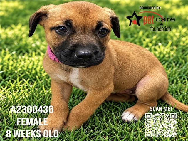 Shelter Stray Female Dog last seen , 3201 Lacy St, Los Angeles, CA 90031, USA