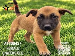 Shelter Stray Female Dog last seen , 3201 Lacy St, Los Angeles, CA 90031, USA