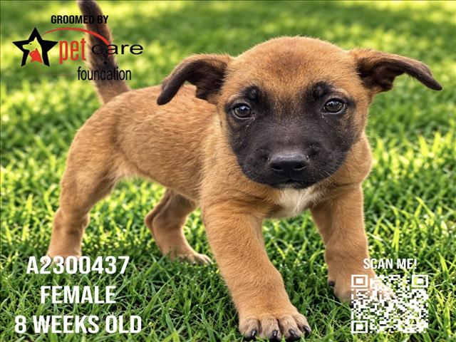 Shelter Stray Female Dog last seen , 3201 Lacy St, Los Angeles, CA 90031, USA