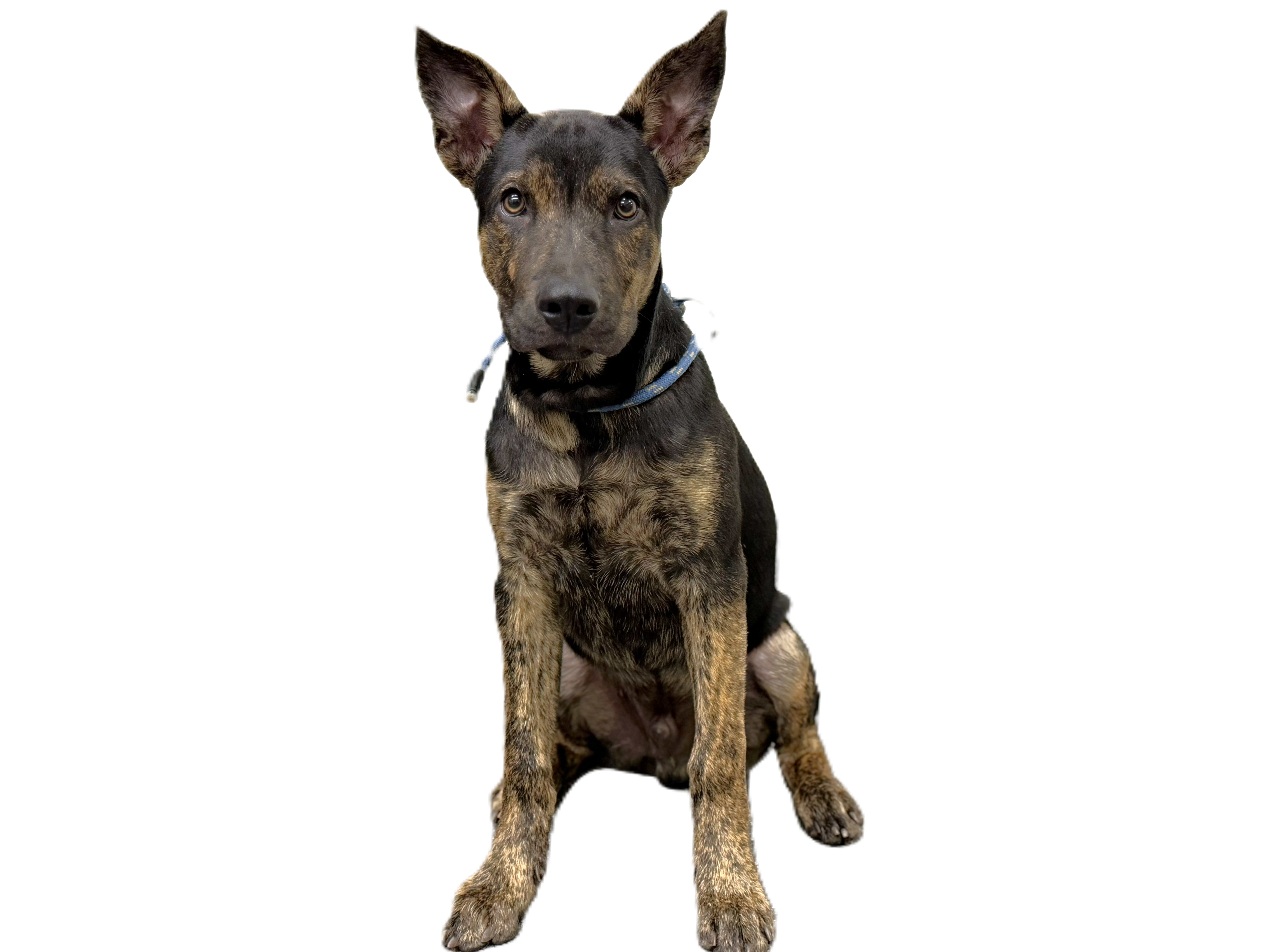 Shelter Stray Male Dog last seen , 3201 Lacy St, Los Angeles, CA 90031, USA