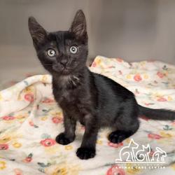 Shelter Stray Male Cat last seen BIRDSONG/TEAL, 6443 Oak Canyon, Irvine, CA 92618, USA