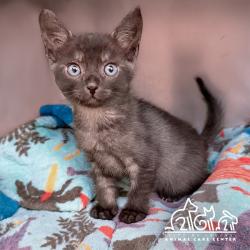 Shelter Stray Male Cat last seen PARTRIDGE/TEAL, 92604, 6443 Oak Canyon, Irvine, CA 92618, USA