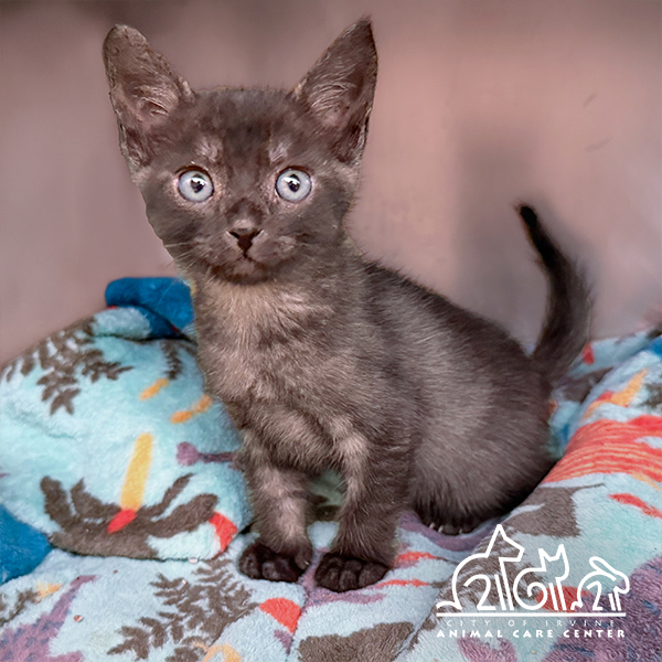 Shelter Stray Male Cat last seen PARTRIDGE/TEAL, 92604, 6443 Oak Canyon, Irvine, CA 92618, USA