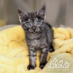 Shelter Stray Female Cat last seen BIRDSONG/PARTRIDGE, 92604, 6443 Oak Canyon, Irvine, CA 92618, USA