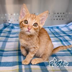 Shelter Stray Male Cat last seen YALE AVE/WALNUT AVE, 92604, 6443 Oak Canyon, Irvine, CA 92618, USA