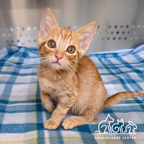 Shelter Stray Male Cat last seen YALE AVE/WALNUT AVE, 92604, 6443 Oak Canyon, Irvine, CA 92618, USA