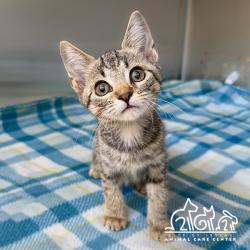 Shelter Stray Female Cat last seen YALE AVE/WALNUT AVE, 92604, 6443 Oak Canyon, Irvine, CA 92618, USA
