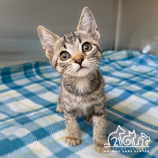 Shelter Stray Female Cat last seen YALE AVE/WALNUT AVE, 92604, 6443 Oak Canyon, Irvine, CA 92618, USA