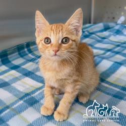 Shelter Stray Female Cat last seen YALE AVE/WALNUT AVE, 92604, 6443 Oak Canyon, Irvine, CA 92618, USA