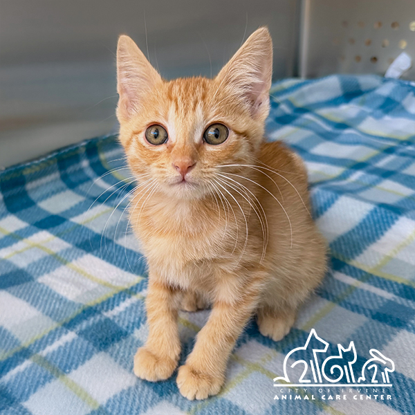 Shelter Stray Female Cat last seen YALE AVE/WALNUT AVE, 92604, 6443 Oak Canyon, Irvine, CA 92618, USA