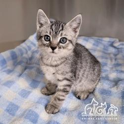 Shelter Stray Female Cat last seen BIRDSONG/TEAL, 6443 Oak Canyon, Irvine, CA 92618, USA