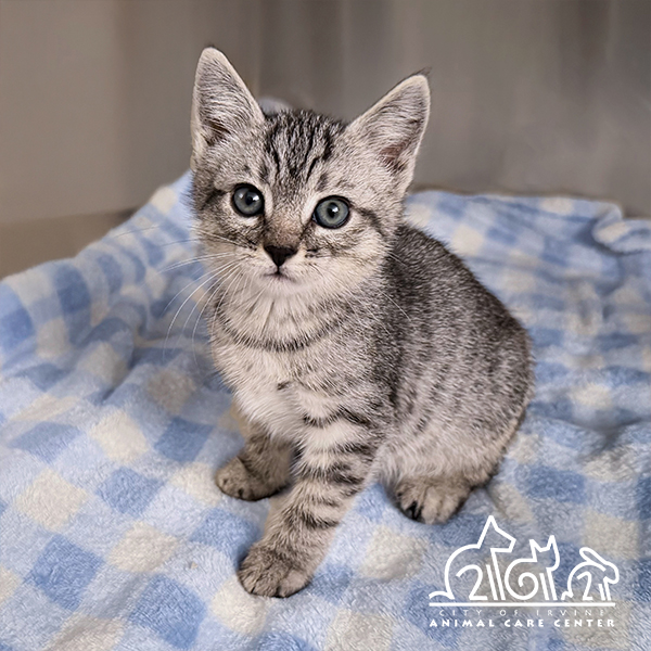 Shelter Stray Female Cat last seen BIRDSONG/TEAL, 6443 Oak Canyon, Irvine, CA 92618, USA