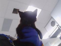 Shelter Stray Female Cat last seen CHARLOTTE, 8315 Byrum Dr, Charlotte, NC 28217, USA