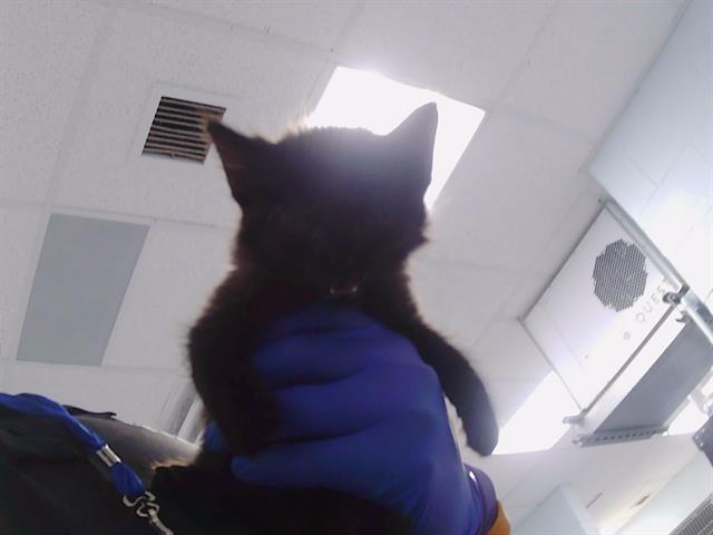 Shelter Stray Female Cat last seen CHARLOTTE, 8315 Byrum Dr, Charlotte, NC 28217, USA