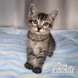 Shelter Stray Female Cat last seen PARTRIDGE/TEAL, 92604, 6443 Oak Canyon, Irvine, CA 92618, USA