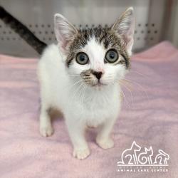 Shelter Stray Female Cat last seen WHITE RD/SULLIVAN, 92614, 6443 Oak Canyon, Irvine, CA 92618, USA
