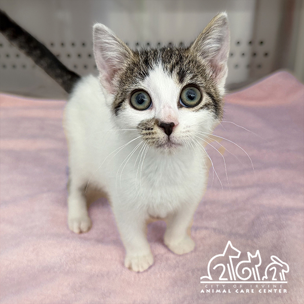 Shelter Stray Female Cat last seen WHITE RD/SULLIVAN, 92614, 6443 Oak Canyon, Irvine, CA 92618, USA