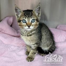 Shelter Stray Female Cat last seen PARTRIDGE/TEAL, 92604, 6443 Oak Canyon, Irvine, CA 92618, USA