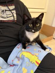 Found/Stray Female Cat last seen Walmart Parking Lot, Victorville, CA 92392