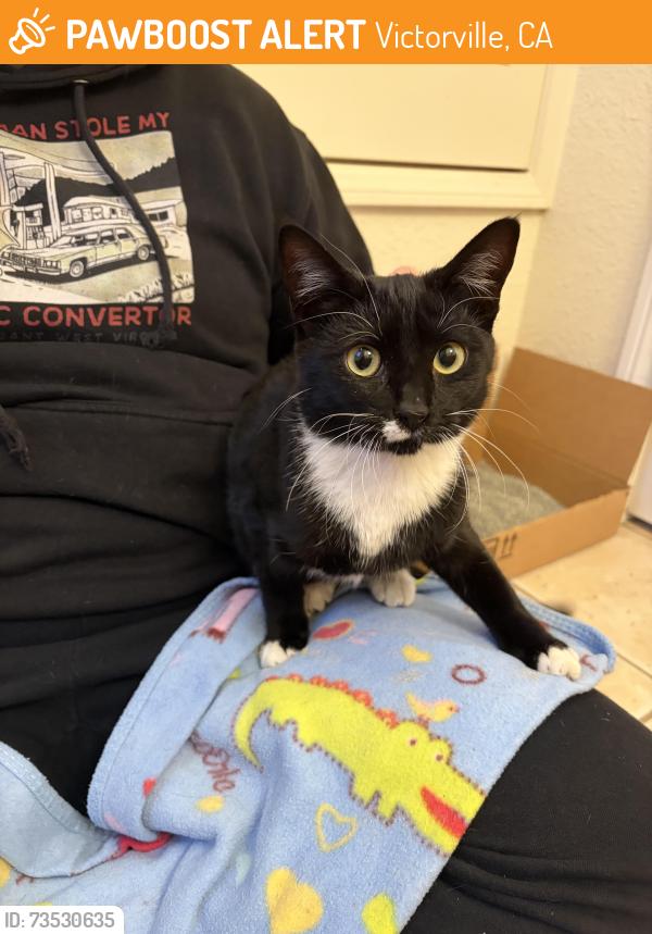 Found/Stray Female Cat last seen Walmart Parking Lot, Victorville, CA 92392