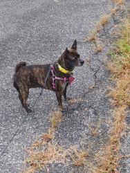 Reunited Female Dog last seen Station on Silver, McNair, VA 20171