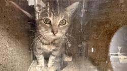 Shelter Stray Female Cat last seen , 957 N Gaffey St, San Pedro, CA 90731, USA