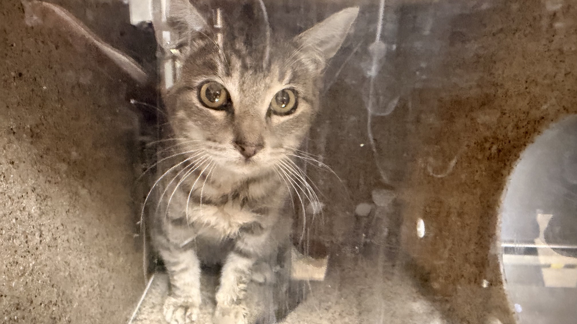 Shelter Stray Female Cat last seen , 957 N Gaffey St, San Pedro, CA 90731, USA