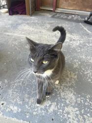 Found/Stray Unknown Cat last seen Right in front of the Universal Recreation Park, Universal, IN 47884