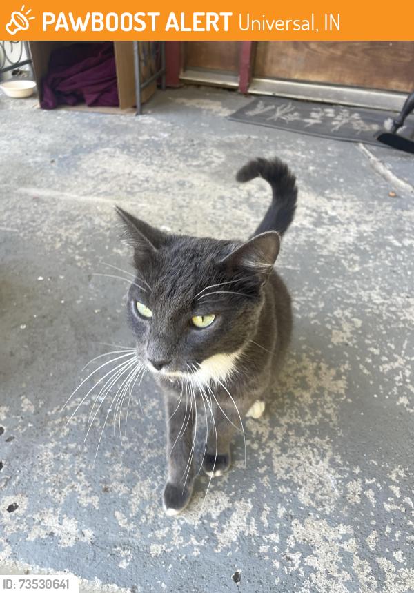 Found/Stray Unknown Cat last seen Right in front of the Universal Recreation Park, Universal, IN 47884