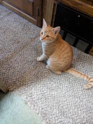 Found/Stray Female Cat last seen Jeraboa Road, Alpine Village area of mountain center CC, Riverside County, CA 92561