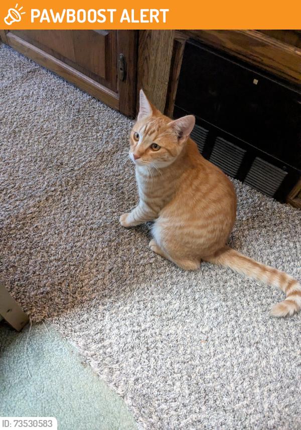 Found/Stray Female Cat last seen Jeraboa Road, Alpine Village area of mountain center CC, Riverside County, CA 92561