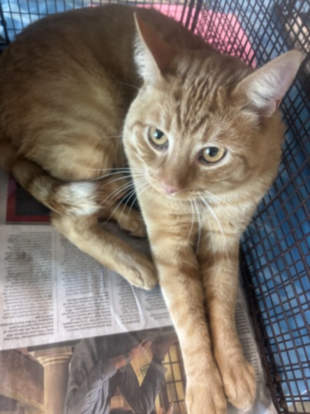 Shelter Stray Male Cat last seen , 14409 Vanowen St, Van Nuys, CA 91405, USA