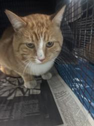 Shelter Stray Male Cat last seen , 14409 Vanowen St, Van Nuys, CA 91405, USA