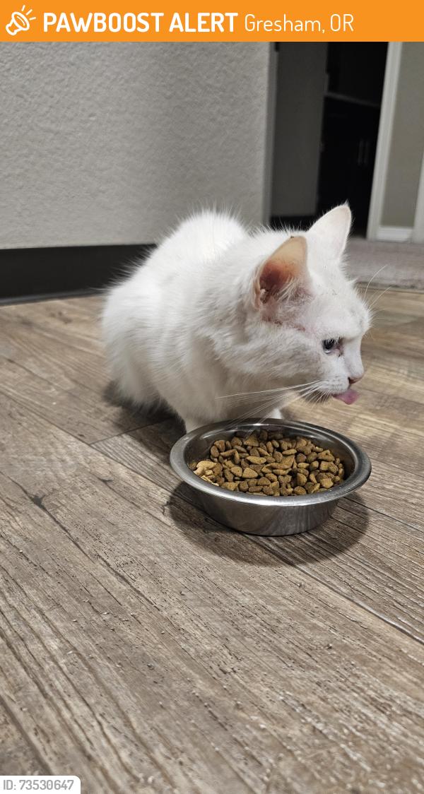 Found/Stray Female Cat last seen Stark Street and 202nd, Gresham, OR 97030