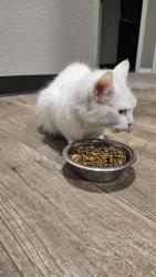 Found/Stray Female Cat last seen Stark Street and 202nd, Gresham, OR 97030